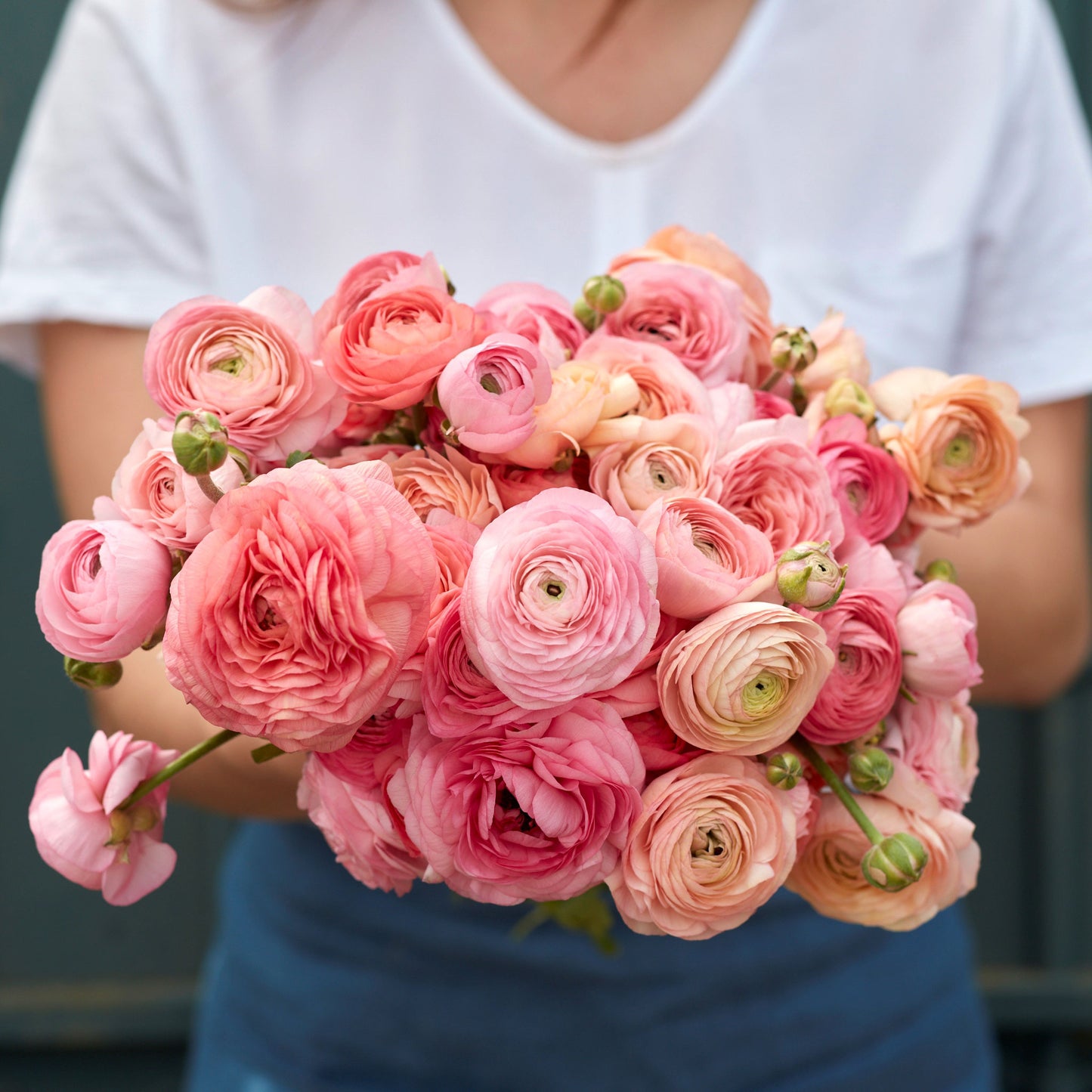 ranunculus romantic mix