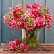 Ranunculus Bulbs - Super Green Rose