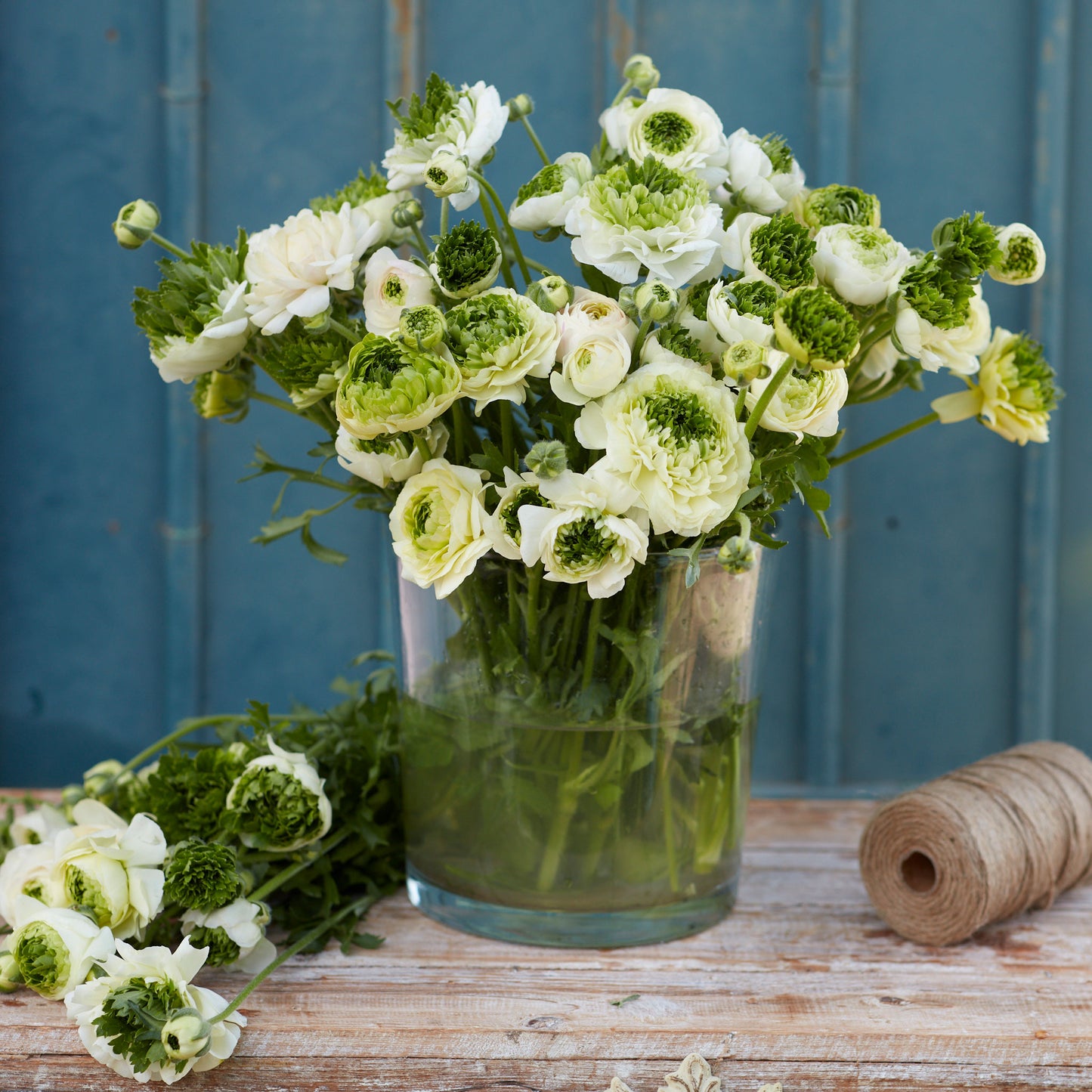 ranunculus super green white