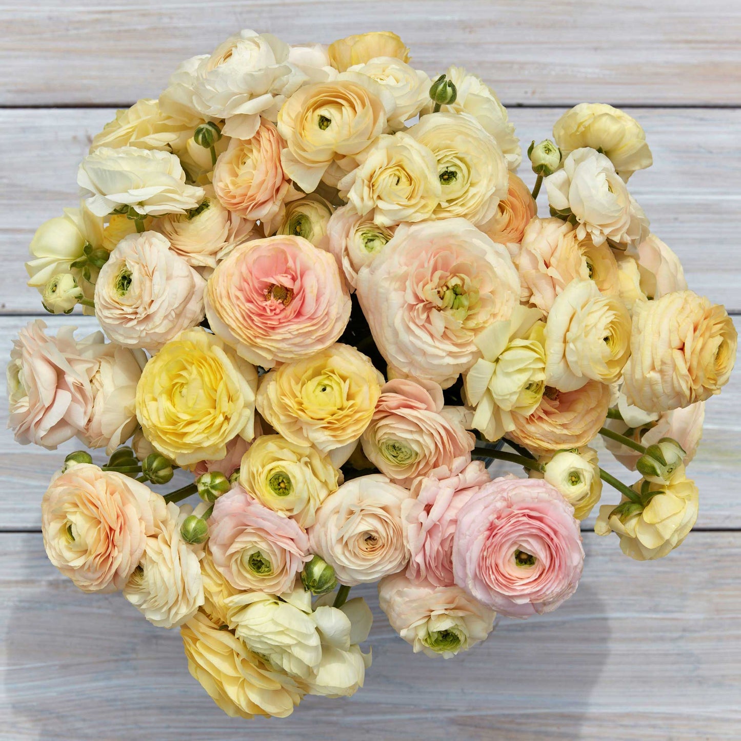 ranunculus wedding pastel