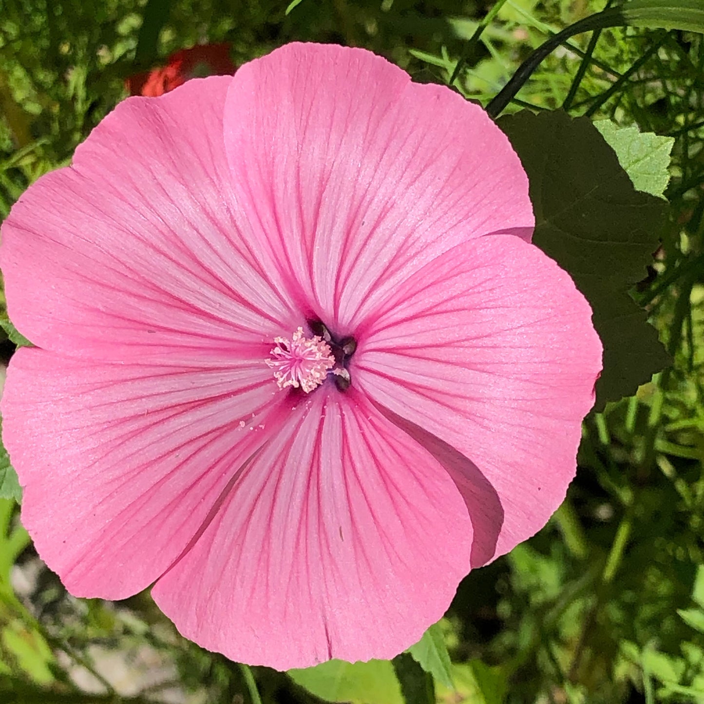 rose mallow tanagra