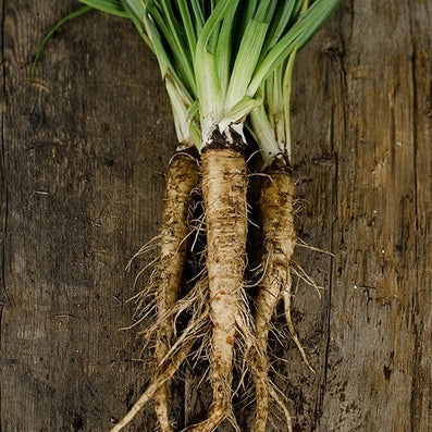 mammoth sandwich island salsify
