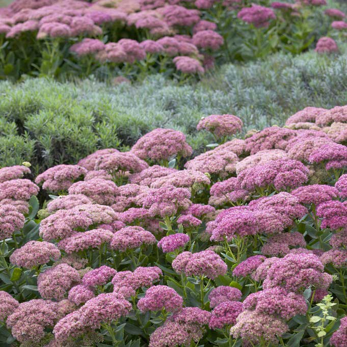 sedum autumn joy