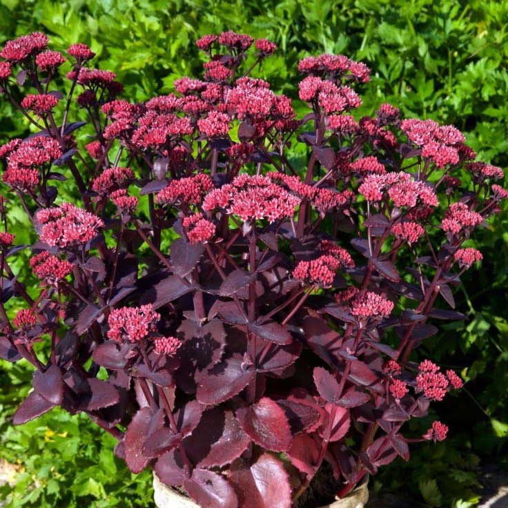 sedum chocolate cherry