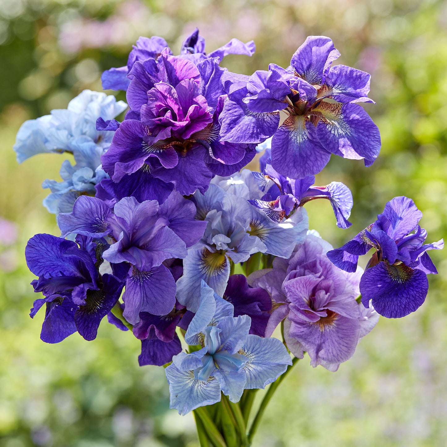 siberian iris blue mix