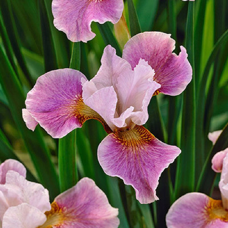 siberian iris ballerina