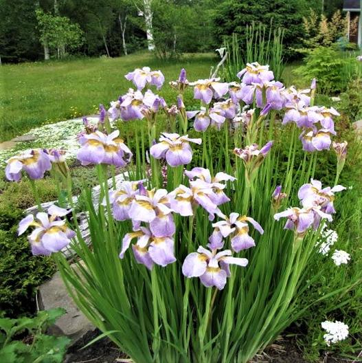 siberian iris ballerina