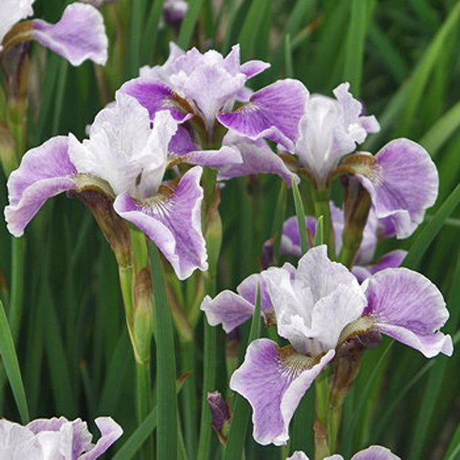siberian iris ballerina
