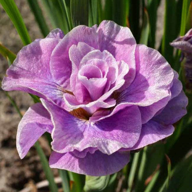 siberian iris pink parfait