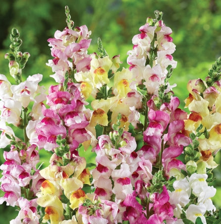 brighton rock snapdragon