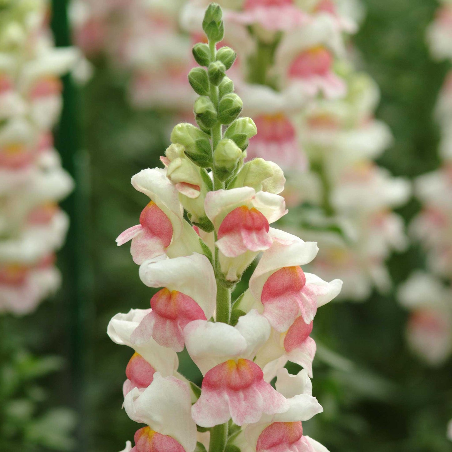 snapdragon potomac appleblossom