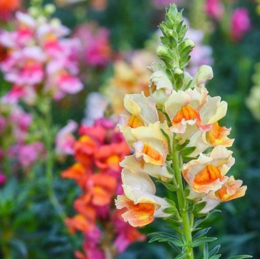 tetra mix snapdragon 