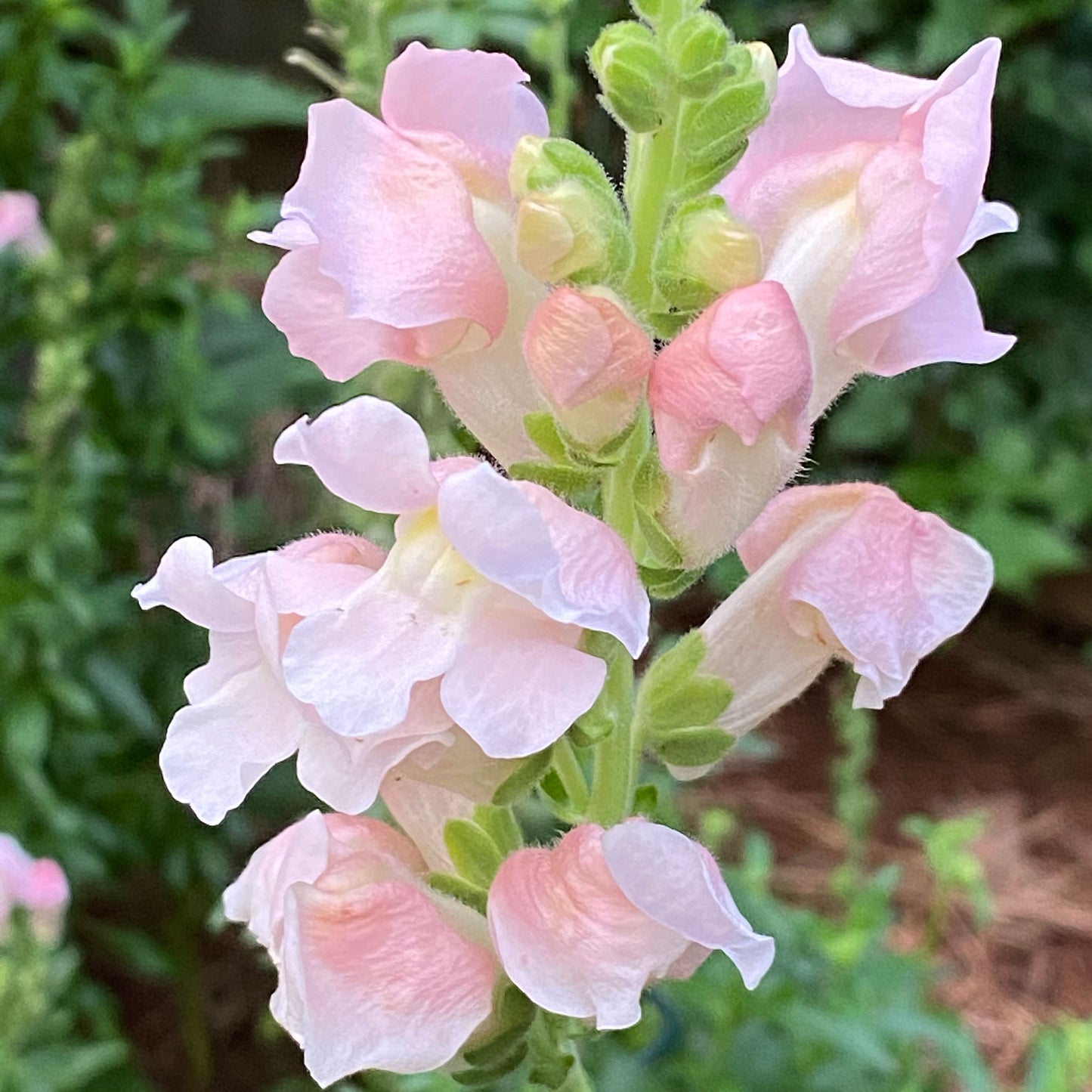 rose snapdragon