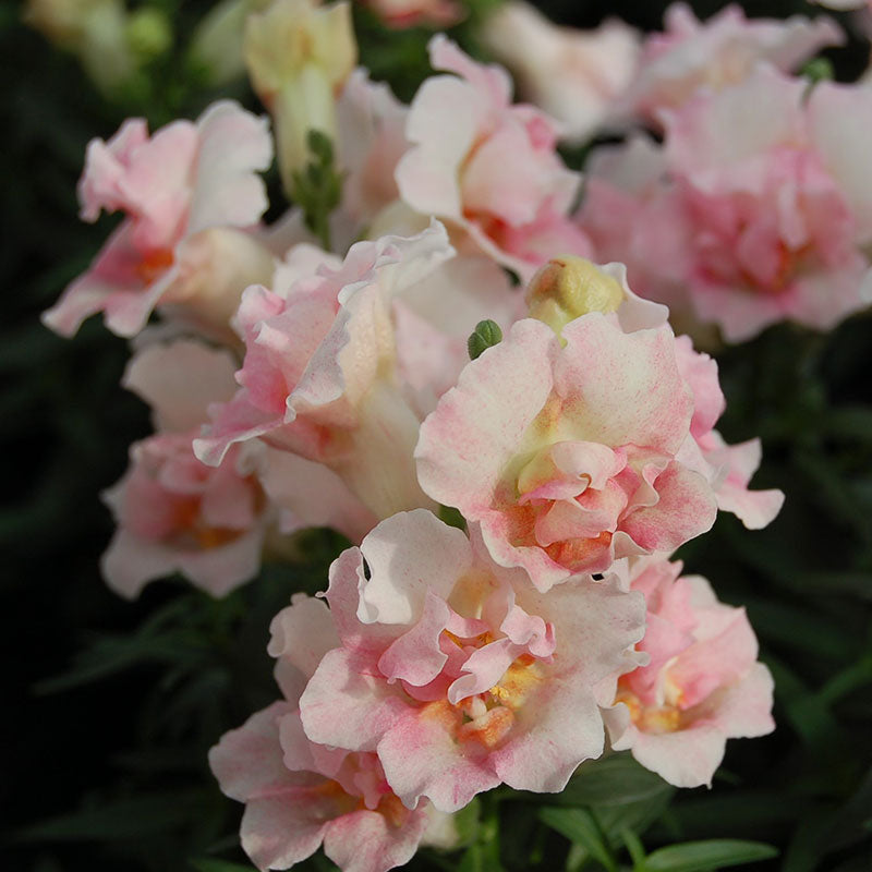 snapdragon twinny appleblossom