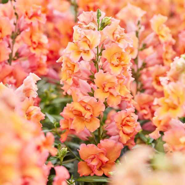 Snapdragon Seeds - Twinny Bronze Shades F1