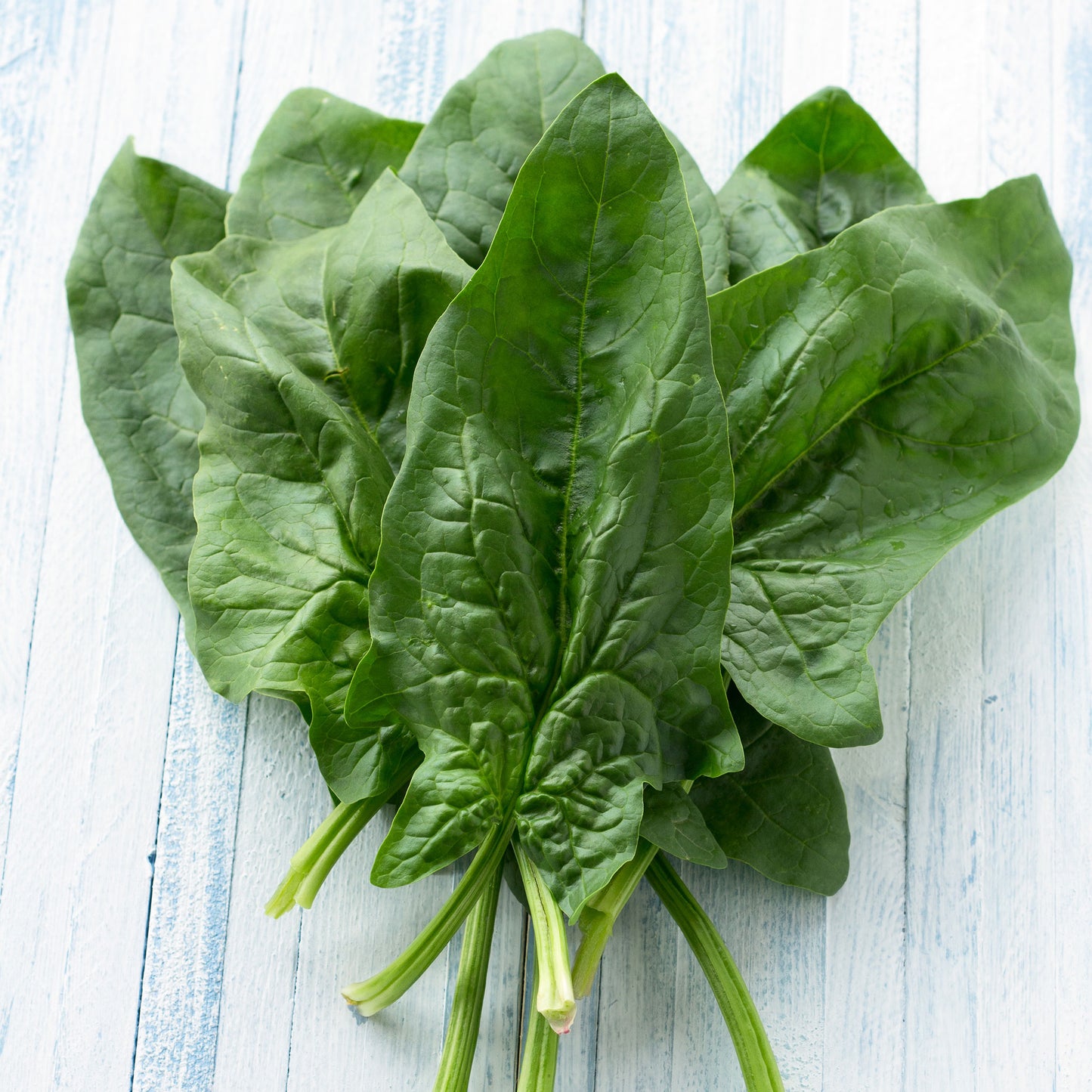 A close-up of a vibrant green Viroflay spinach plant with broad leaves.