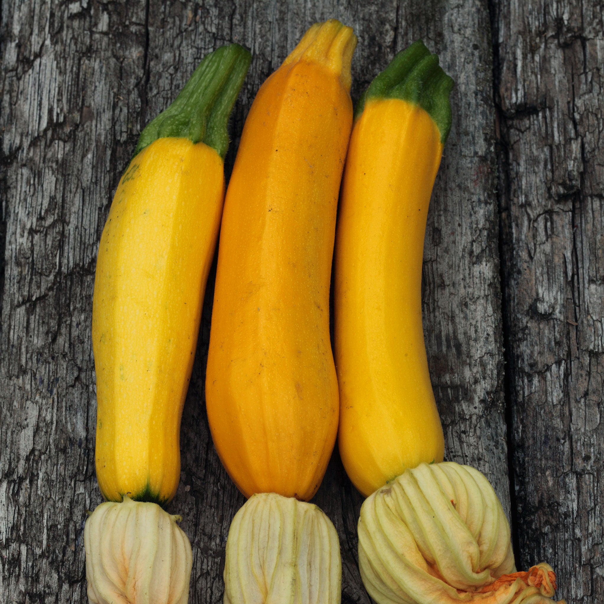 Golden Zucchini squash showing flowering bud and golden yellow skin.