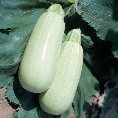 bianco lungo squash