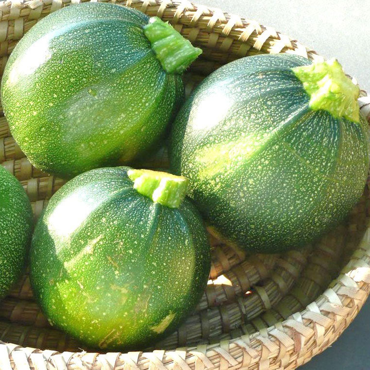 squash round zucchini