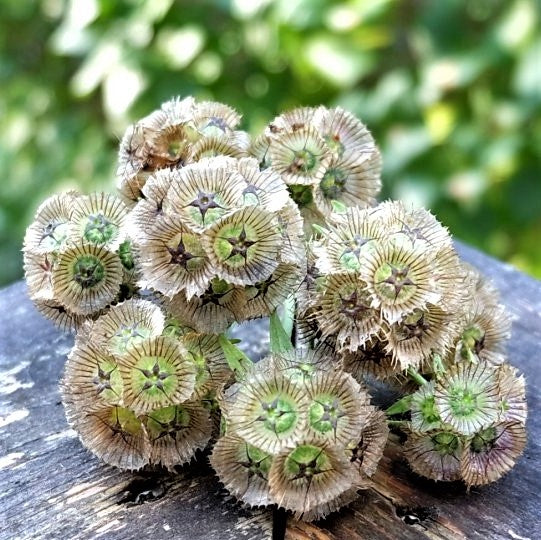 starflower