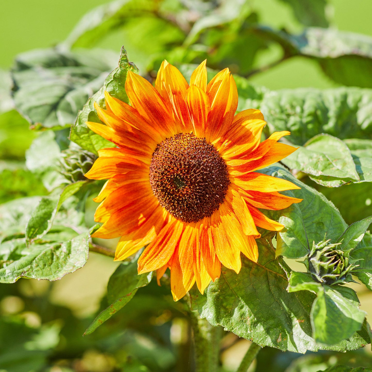 sunflower evening colors