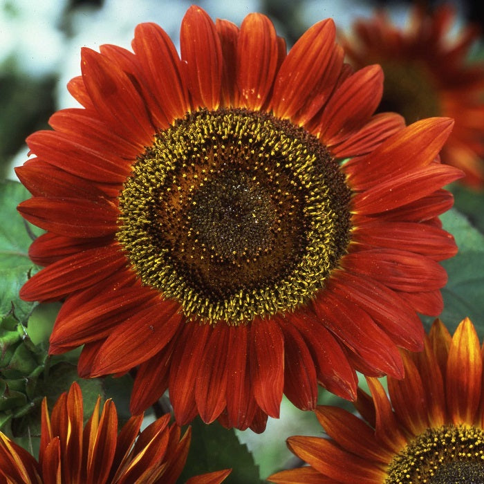 Kollegium Crack pot pakistanske Sunflower Seeds - Evening Sun | Flower Seeds in Packets & Bulk | Eden  Brothers