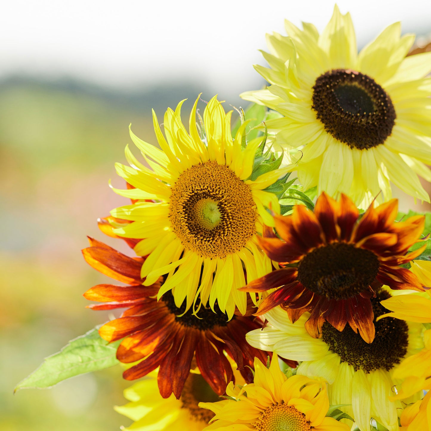 sunflower formula mix