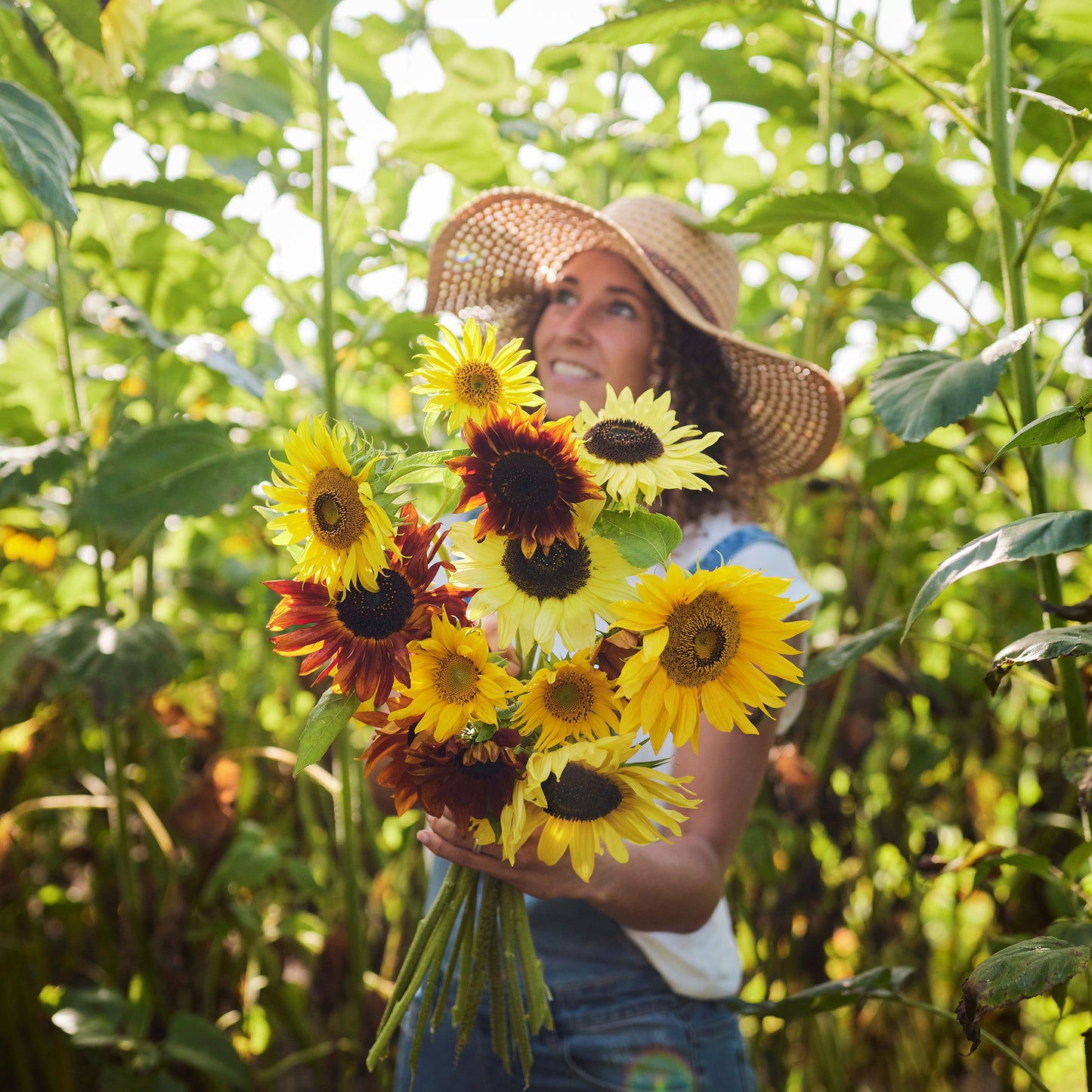 sunflower formula mix