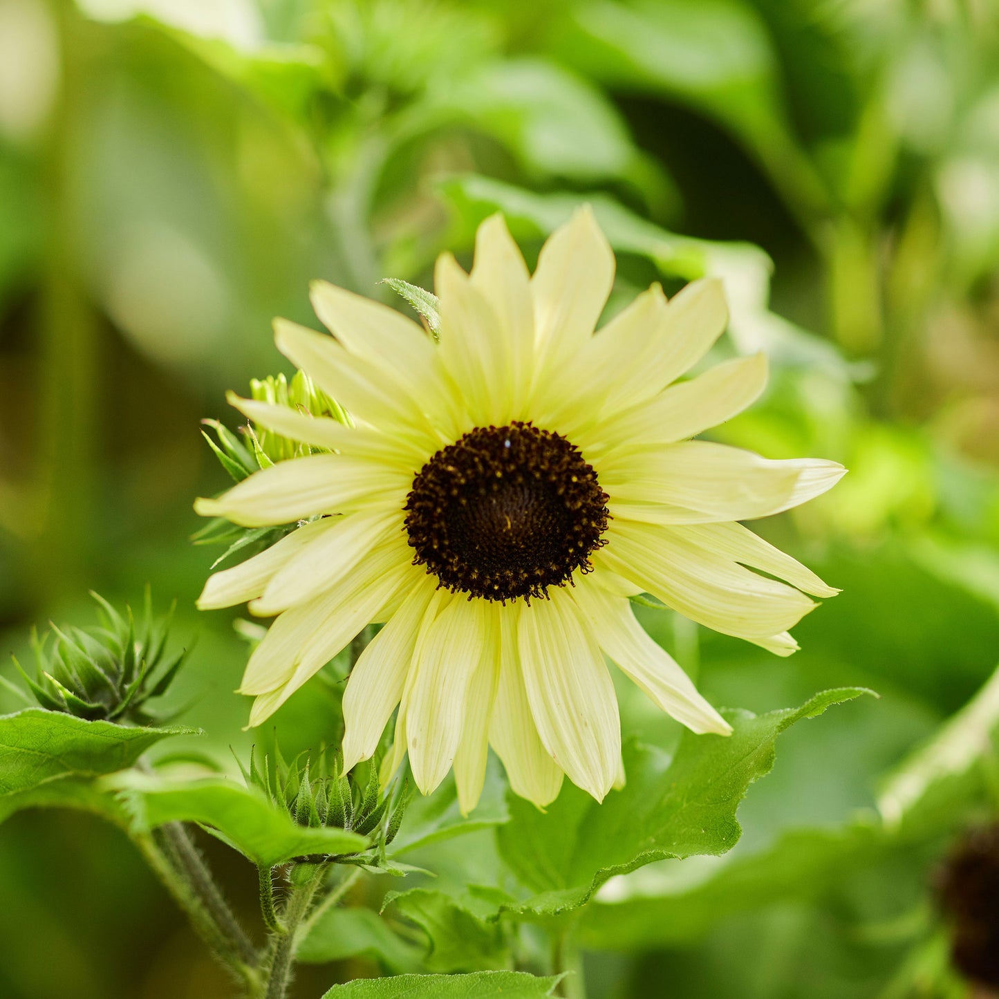 ice cream sunflower
