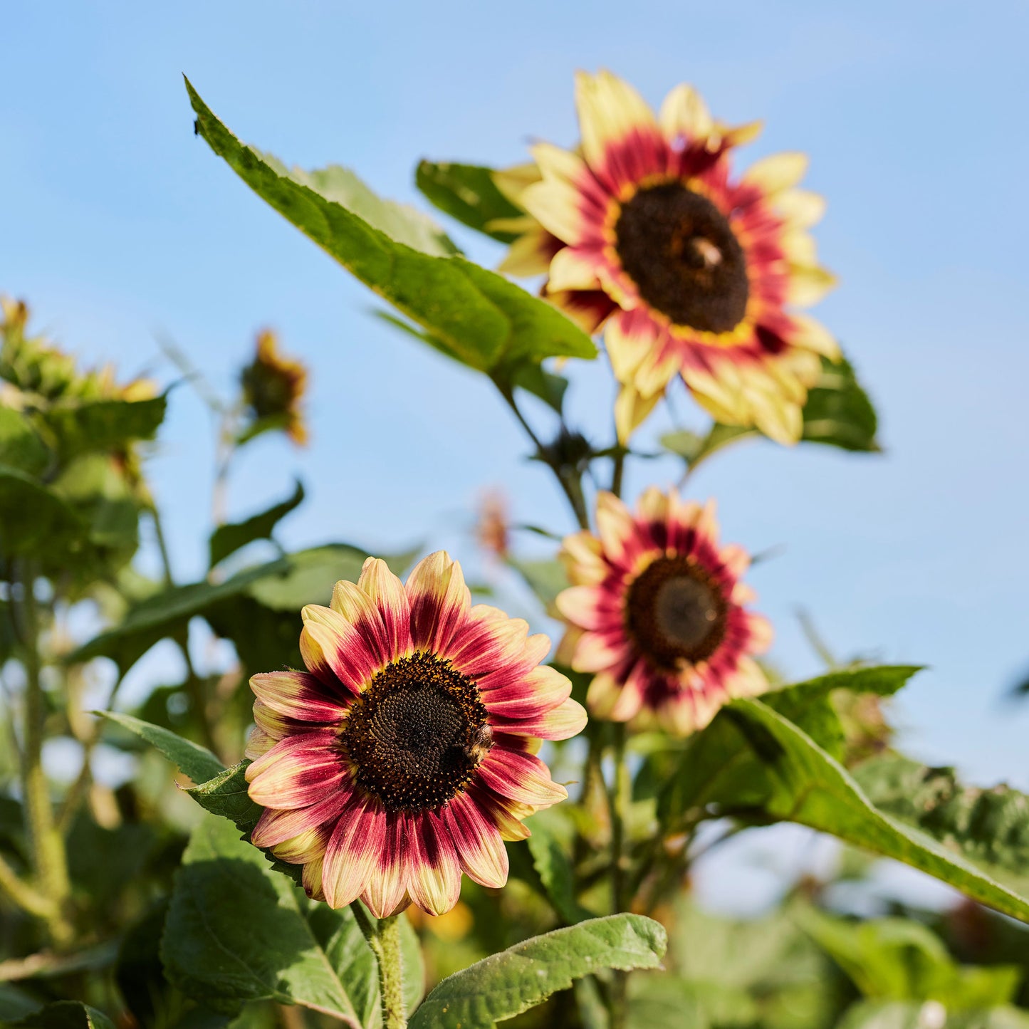 indian blanket sunflower