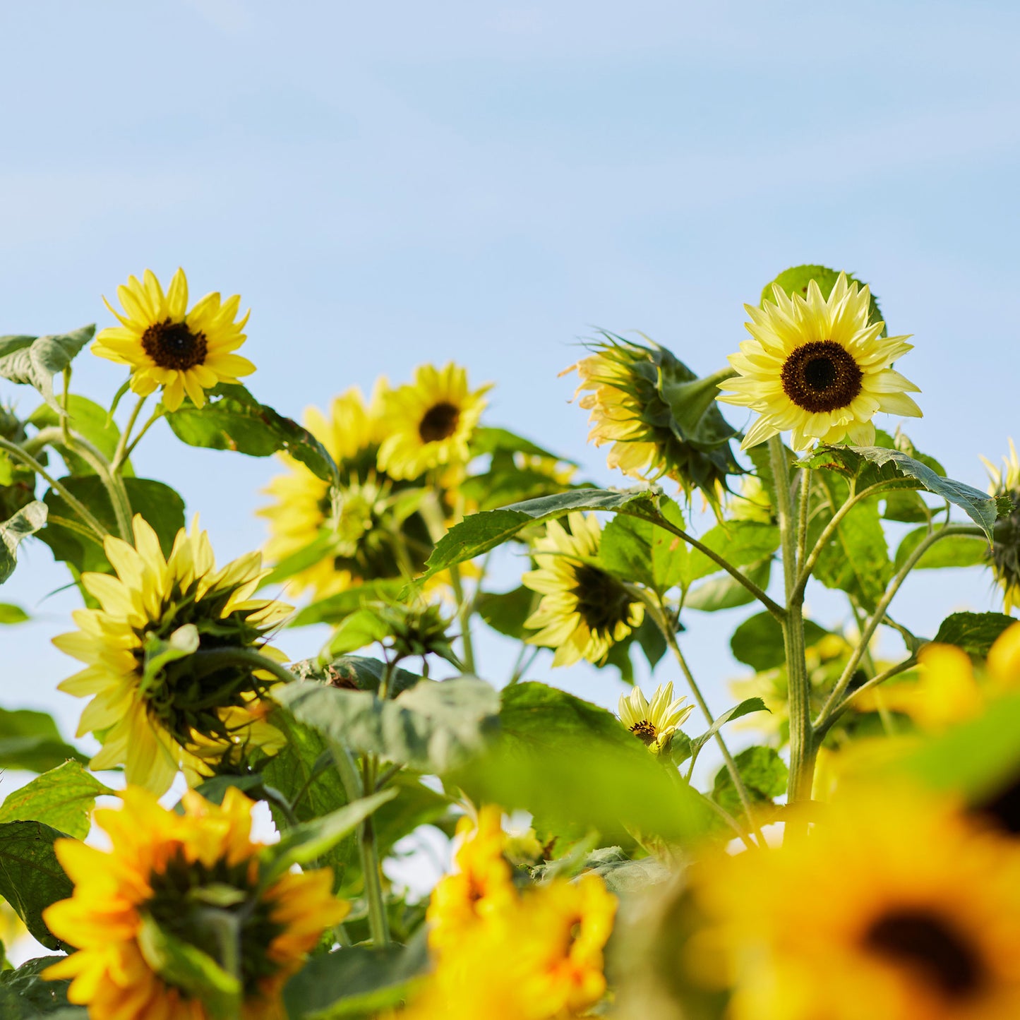 sunflower lemon queen 