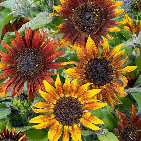 sunflower mardi gras blend