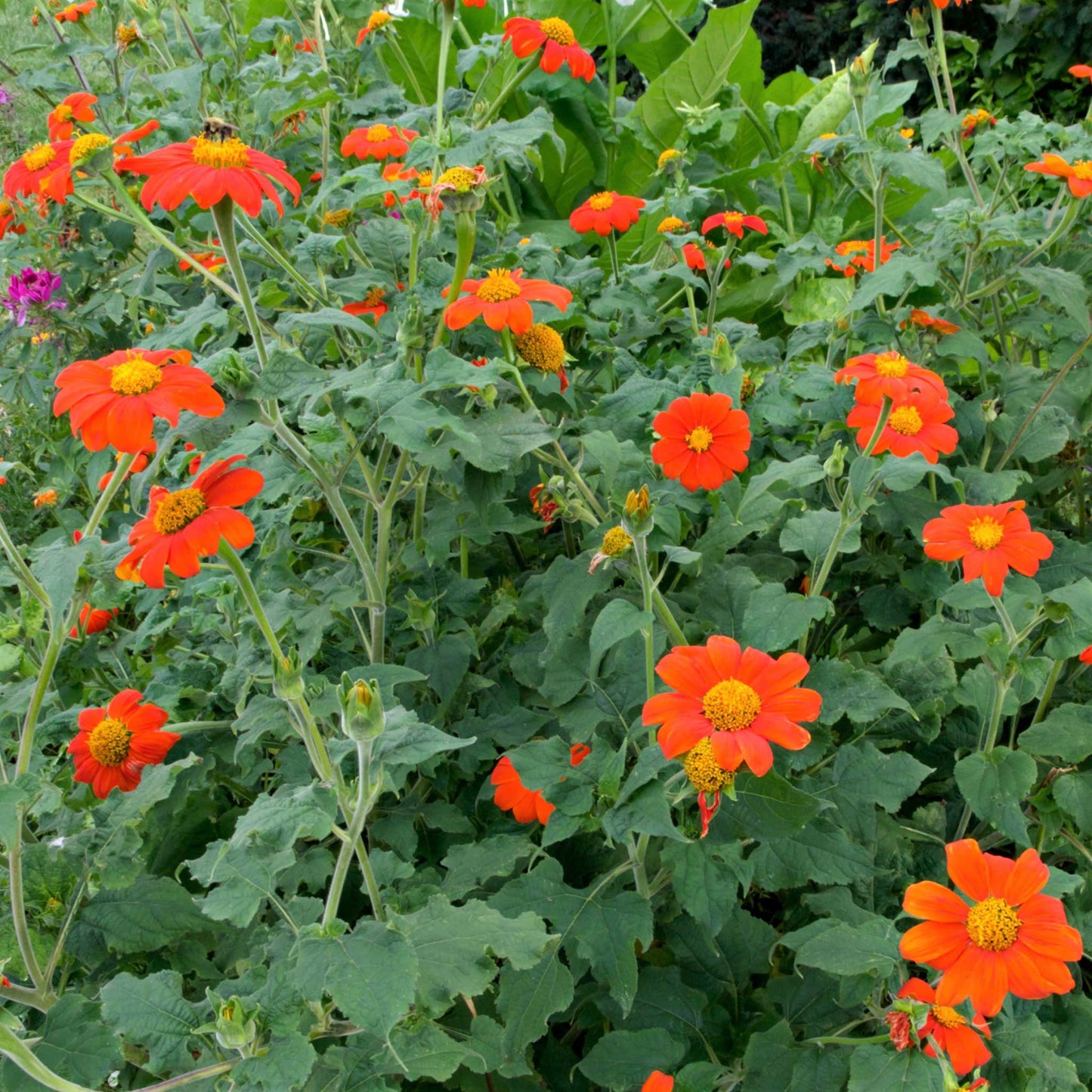 sunflower mexican
