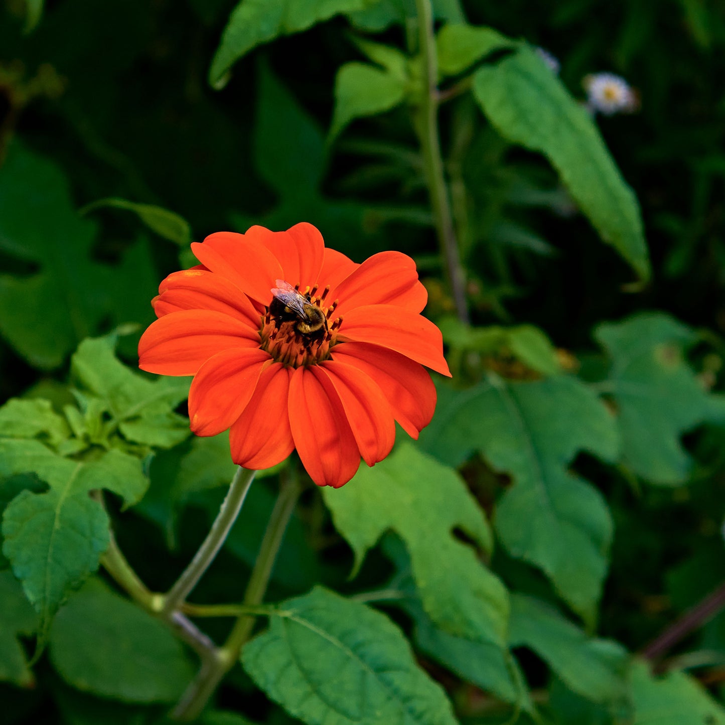 sunflower mexican