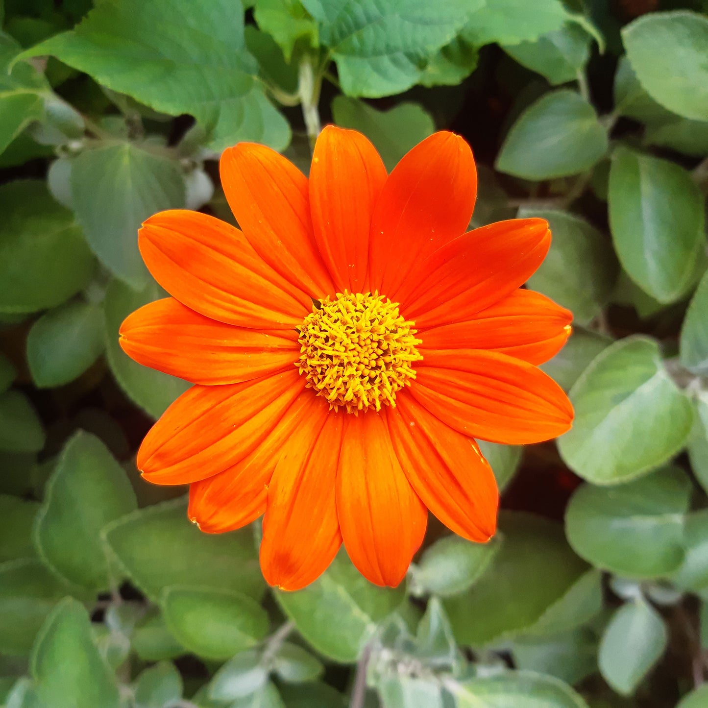 sunflower mexican