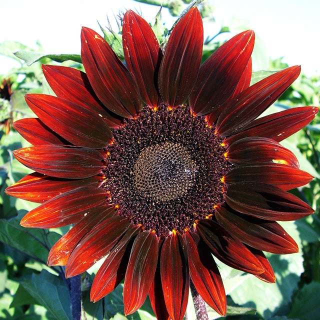 Sunflower Seed Packet Favors (FAV-001)