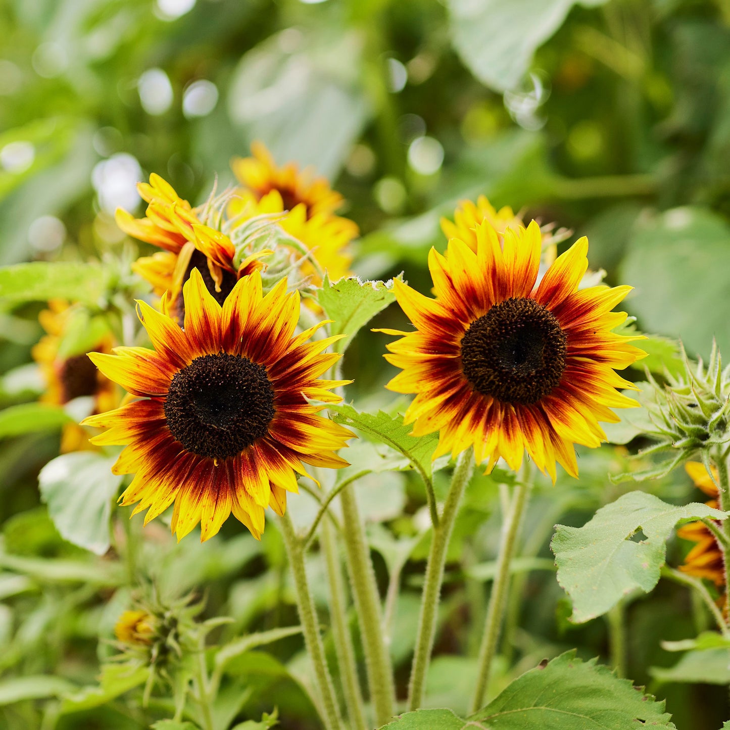 ring of fire sunflower 