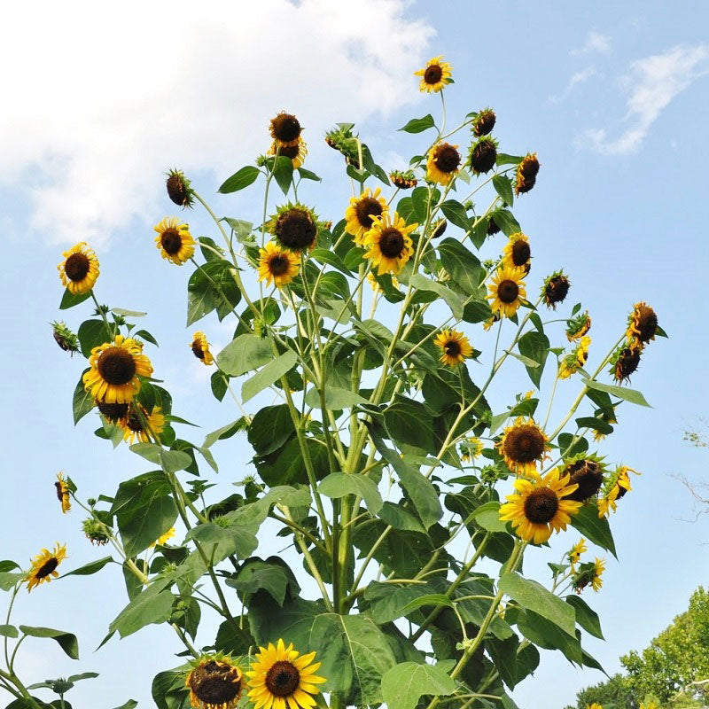 sunflower skyscraper