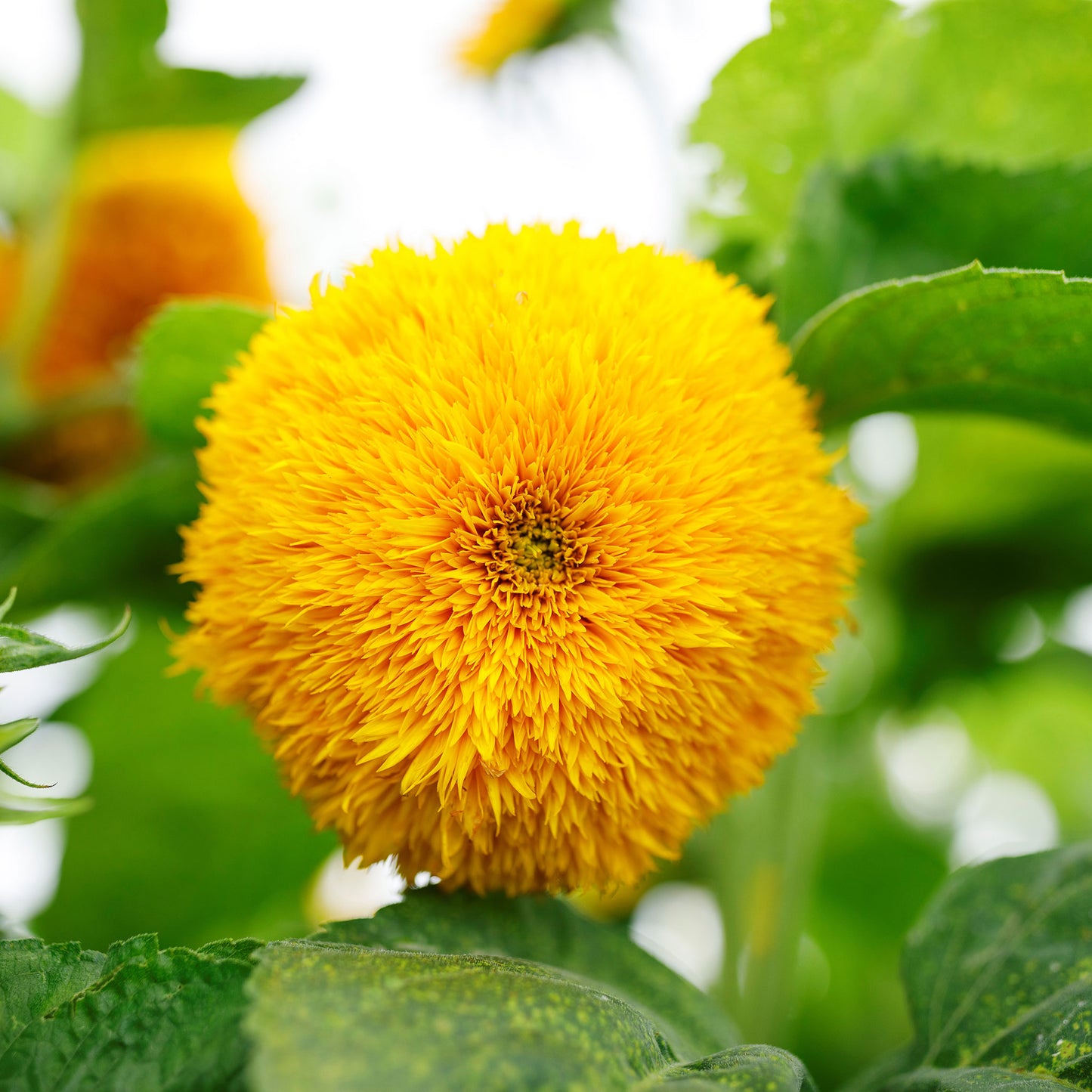 sunflower sungold