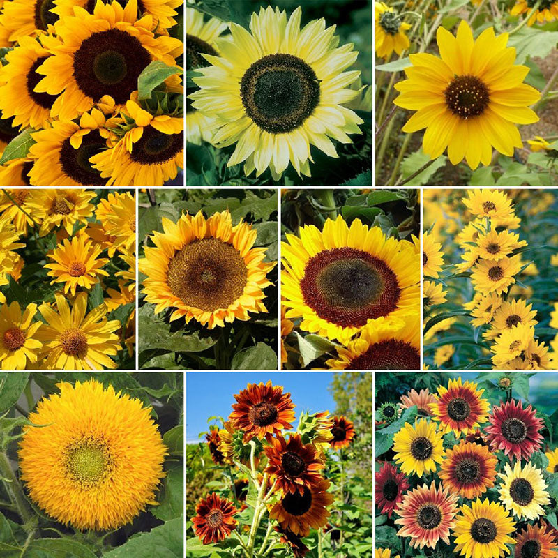 Sunny Sunflower Seed Mix