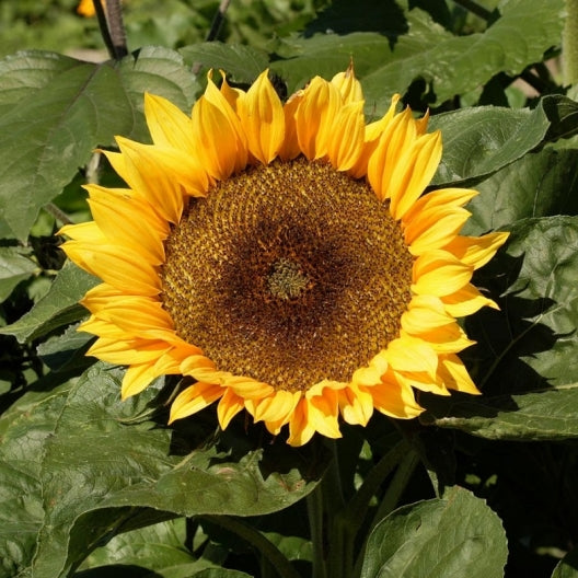 sunflower sunspot