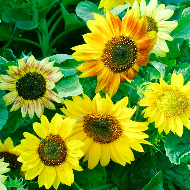 twilight zone dwarf sunflower