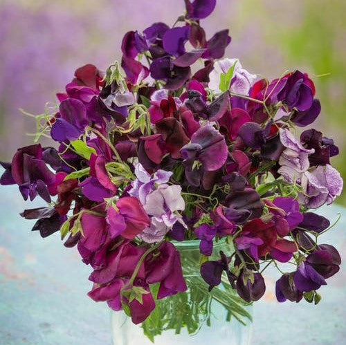 sweet pea burgundy mix