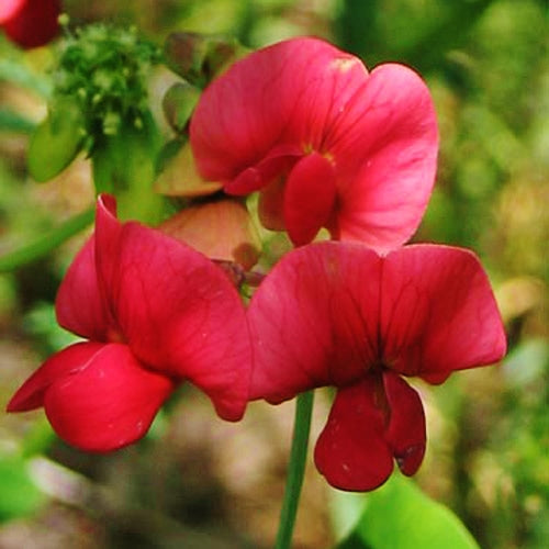 red everlasting pea