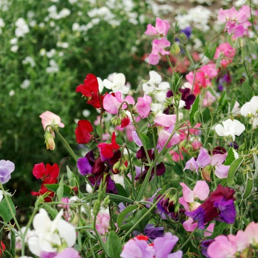 Sweet discount pea seeds
