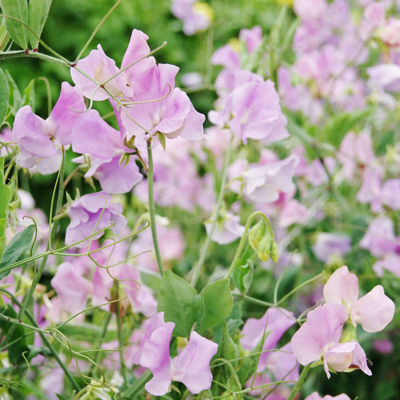royal lavender sweet pea