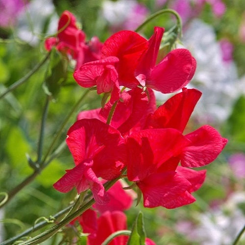 royal scarlet sweet pea