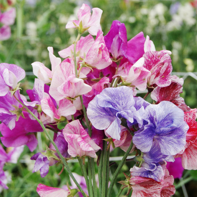 streamer mix sweet pea