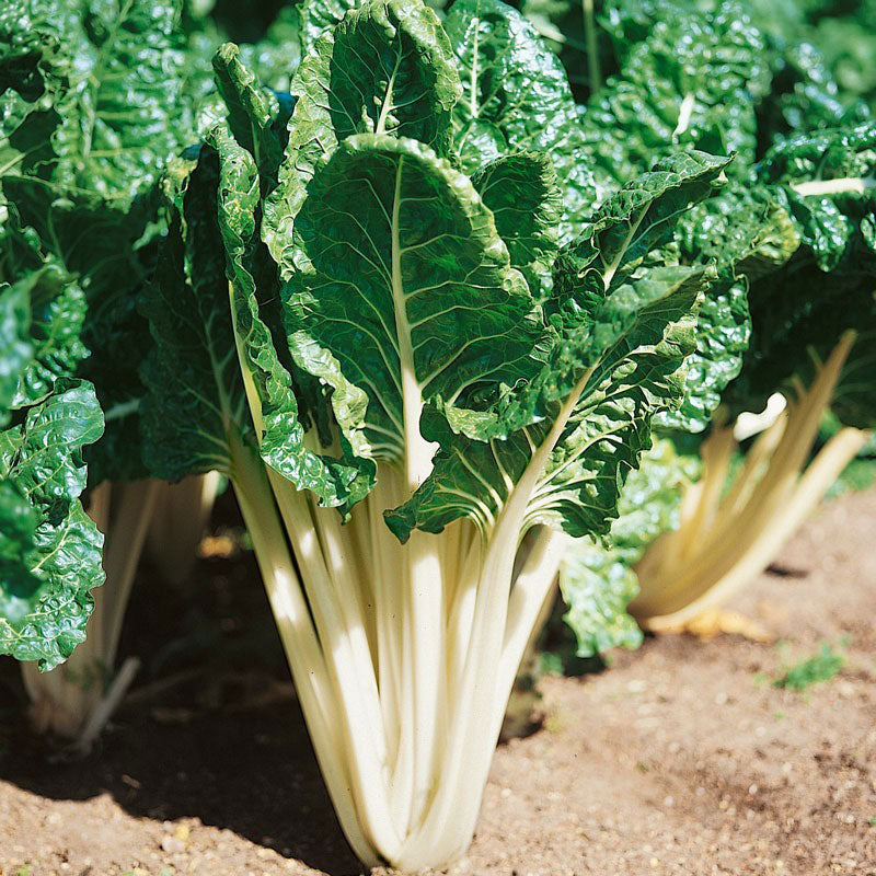 swiss chard lucullus