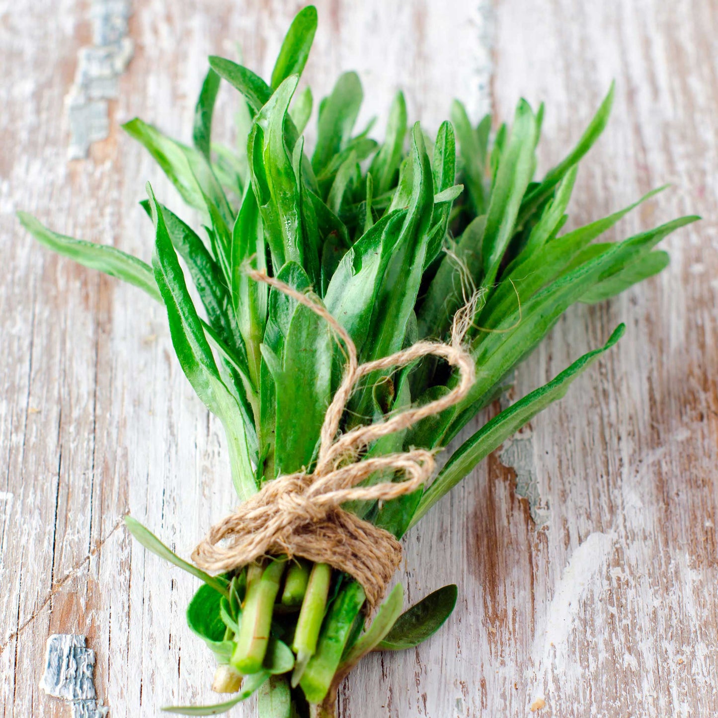 A small bundle of green stems of tarragon with narrow leaves.